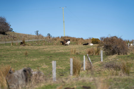 Cows grazing in a field in the countryside of New Zealand.の写真素材