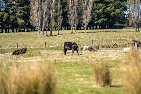 Cows grazing in a field in the countryside of New Zealand.の写真素材