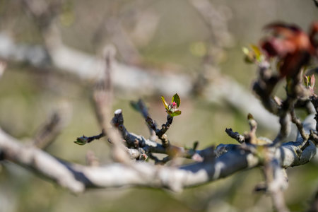 apple orchard getting new leaves in spring in australia