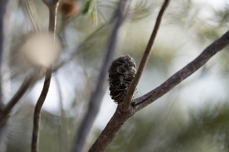 open banksia seed pod in the australian bush in summerの写真素材
