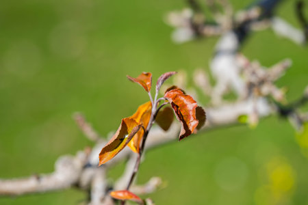 orchard of apple trees in rows budding in spring