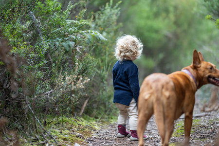 walking a dog on a path in the forest in the bush. tan kelpie in a park in australiaの写真素材