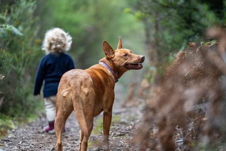 walking a dog on a path in the forest in the bush. tan kelpie in a park in australiaの写真素材