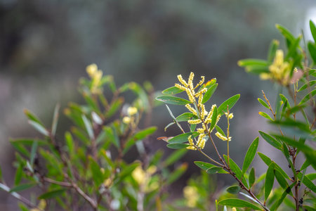 coastal native australian plants by the beach in springの写真素材