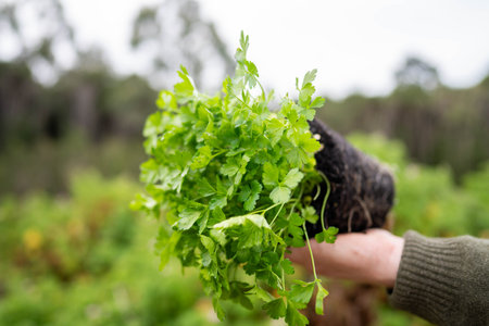 farmer holding parsley plant in there garden in springの写真素材