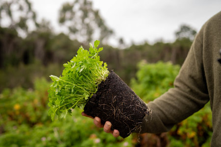 female farmer in an agriculture field holding a parsley plant in the rain in australia