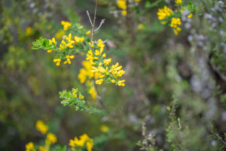 australian native yellow flowers in the bush in springの写真素材