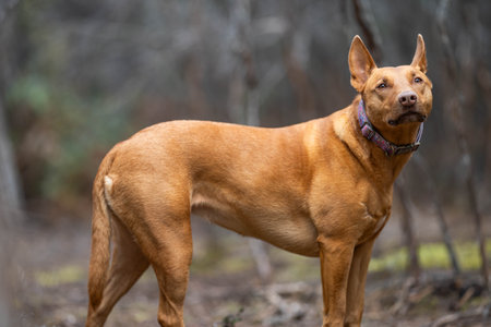 working kelpie dog sitting in grass on a farmの写真素材