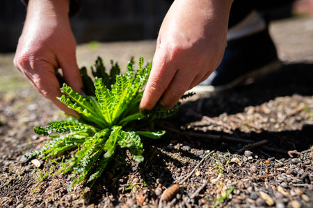 female farmer holding weedy plants in a field in summerの写真素材