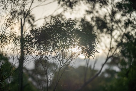 gum tree leaves in the bush in Australia in springの写真素材