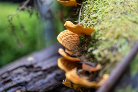 fungi in the tasmanian bush
