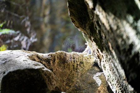 Spider web on a stone in the forest. Selective focus.