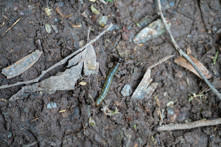 close up of millipede on the soil in the garden.
