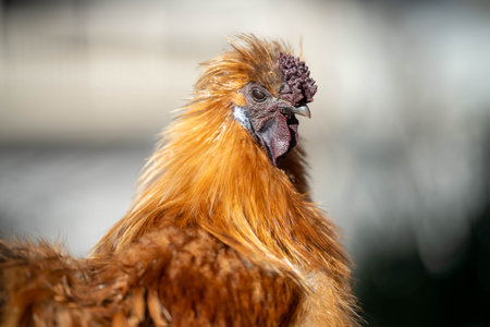 chicken on a farm in australia in a fieldの写真素材