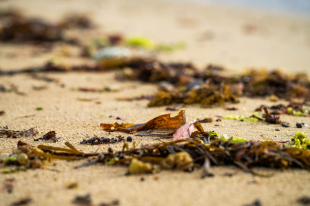 Seaweed and bull kelp growing on rocks in the ocean in australia. Waves moving seaweed over rock and flowing with the tide in Japan. Seaweed farmの写真素材