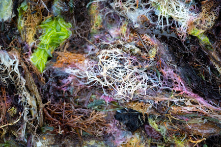 Seaweed and bull kelp growing on rocks in the ocean in australia. Waves moving seaweed over rock and...