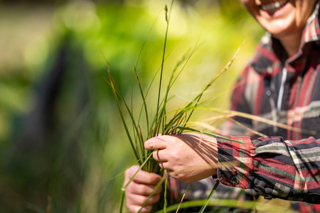 Farmer holding young wheat seedling in the field, closeupの写真素材