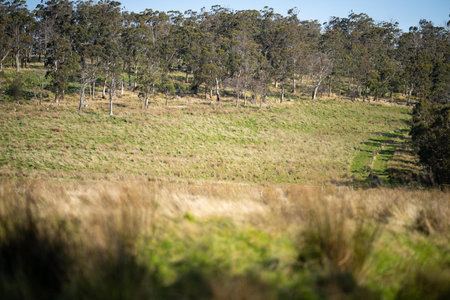 beautiful green field with trees and lush green pasture growing on a farmの写真素材