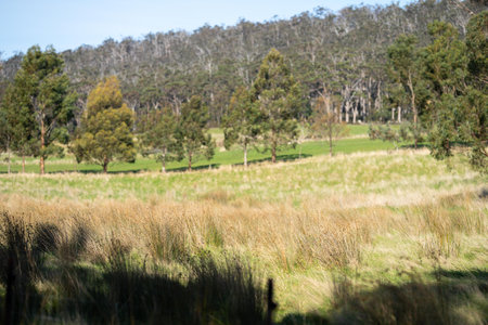 beautiful green field with trees and lush green pasture growing on a farmの写真素材