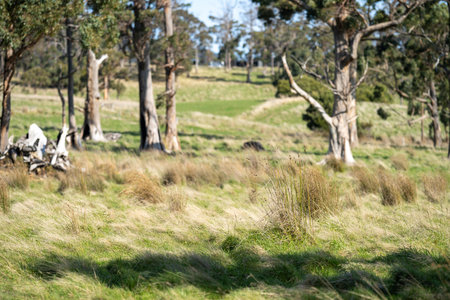 beautiful green field with trees and lush green pasture growing on a farmの写真素材