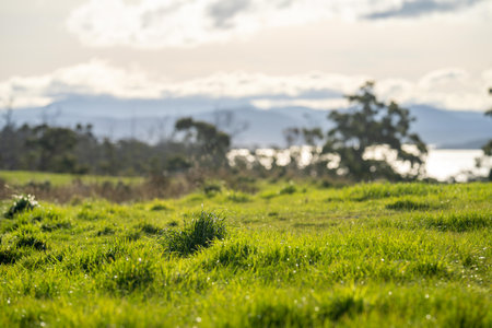 Grass growing in a field. Beautiful farming landscape in australiaの写真素材
