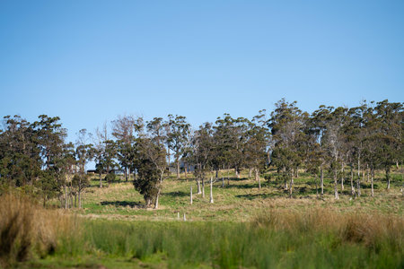 beautiful green field with trees and lush green pasture growing on a farmの写真素材