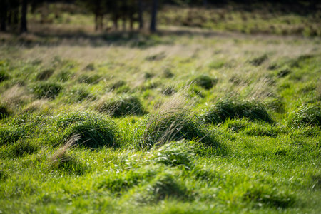 beautiful green field with lush green pasture growing on a farm in spring in australiaの写真素材