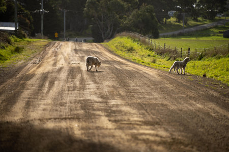 lambs on a road in australiaの写真素材