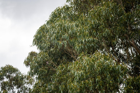 gum tree leaves in the australian bush in the parkの写真素材