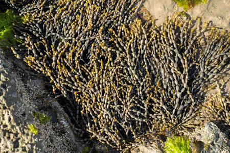 Seaweed and bull kelp growing on rocks in the ocean in australia. Waves moving seaweed over rock and flowing with the tide in Japan. Seaweed farmの写真素材