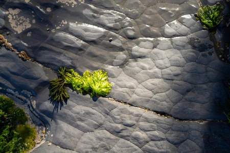 Seaweed and bull kelp growing on rocks in the ocean in australia. Waves moving seaweed over rock and...