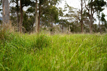 long native grasses on a regenerative agricultural farm. pasture in a grassland in the bush in australia in spring in australiaの写真素材