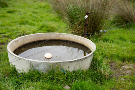 livestock water trough in a field on a cattle farm