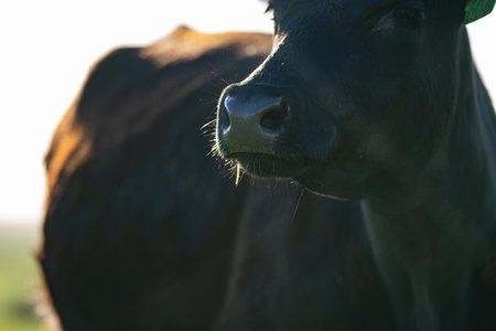 portrait of a Australian wagyu cows grazing in a field on pasture. close up of a black angus cow eating grass in a paddock in springtimeの写真素材