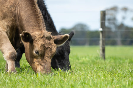 Stud Beef bulls, cows and calves grazing on grass in a field, in Australia. breeds of cattle include speckled park, murray grey, angus, brangus and wagyu on long pasture in springの写真素材