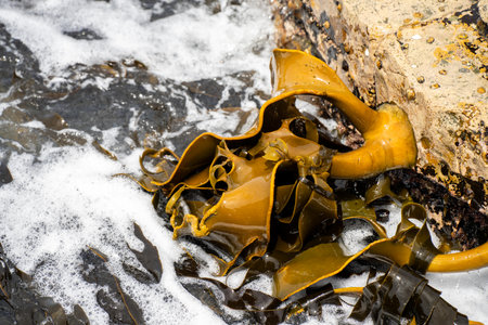 seaweed growing on the rocks in the ocean in australia in the wavesの写真素材