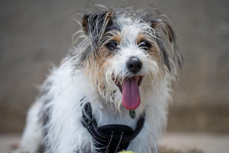 small jack russell dog close up. hairy little dog on the beach