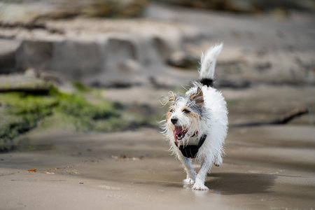 small jack russell dog close up. hairy little dog on the beach