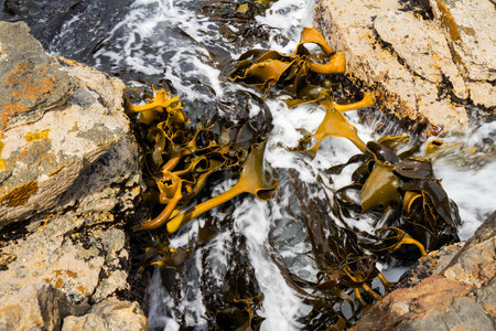 Bull kelp seaweed growing on rocks. Edible sea weed ready to harvest in the oceanの写真素材