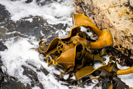 seaweed growing on the rocks in the ocean in australia in the wavesの写真素材