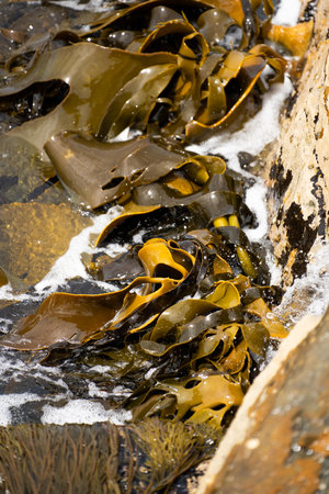 Bull kelp seaweed growing on rocks. Edible sea weed ready to harvest in the oceanの写真素材