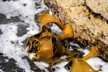 Bull kelp seaweed growing on rocks. Edible sea weed ready to harvest in the oceanの写真素材