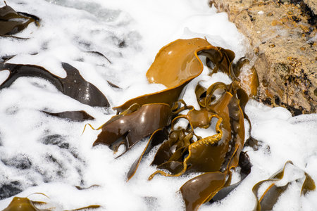 seaweed growing on the rocks in the ocean in australia in the wavesの写真素材