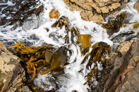 seaweed growing on the rocks in the ocean in australia in the wavesの写真素材