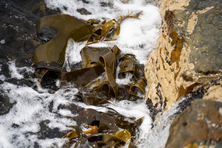 Bull kelp seaweed growing on rocks. Edible sea weed ready to harvest in the ocean