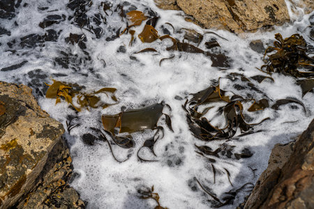 Bull kelp seaweed growing on rocks. Edible sea weed ready to harvest in the oceanの写真素材