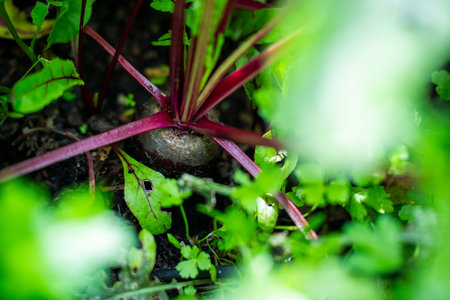 harvesting a beetroot in a home vegetable garden on a farm in australia. picking healthy veggies for lunch in springの写真素材