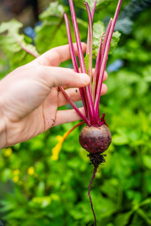 harvesting a beetroot in a home vegetable garden on a farm in australia. picking healthy veggies for...