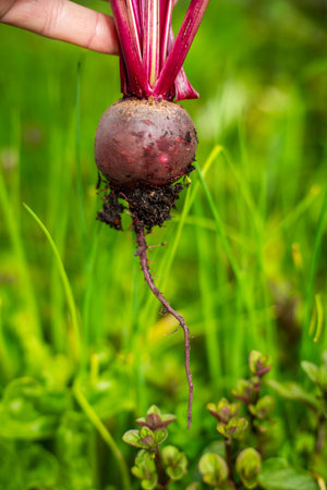 harvesting a beetroot in a home vegetable garden on a farm in australia. picking healthy veggies for...