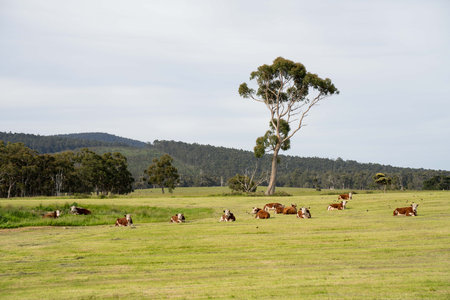 Hereford cows in a field on a regenerative agriculture farmの写真素材